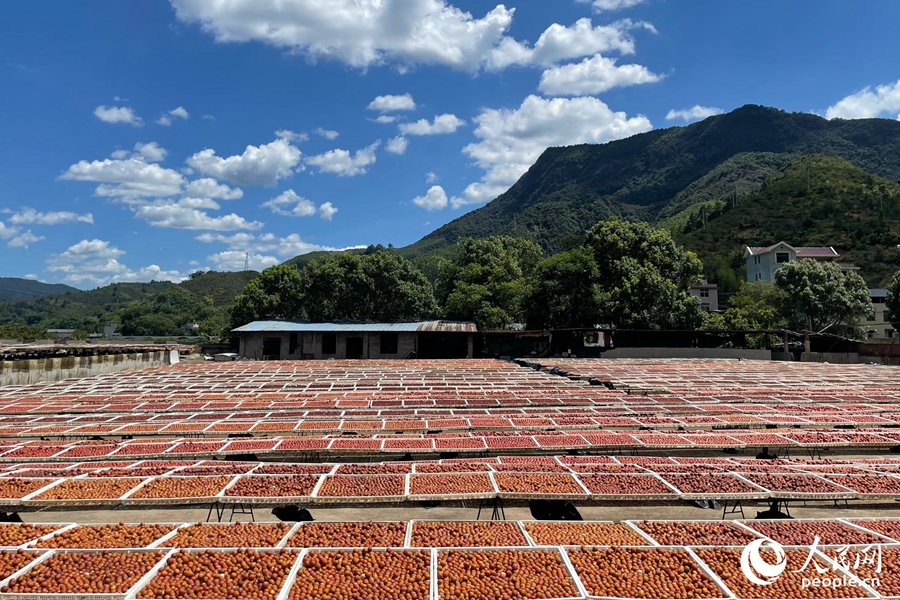 Farmers harvest, sun-dry plums in SE China's Fujian