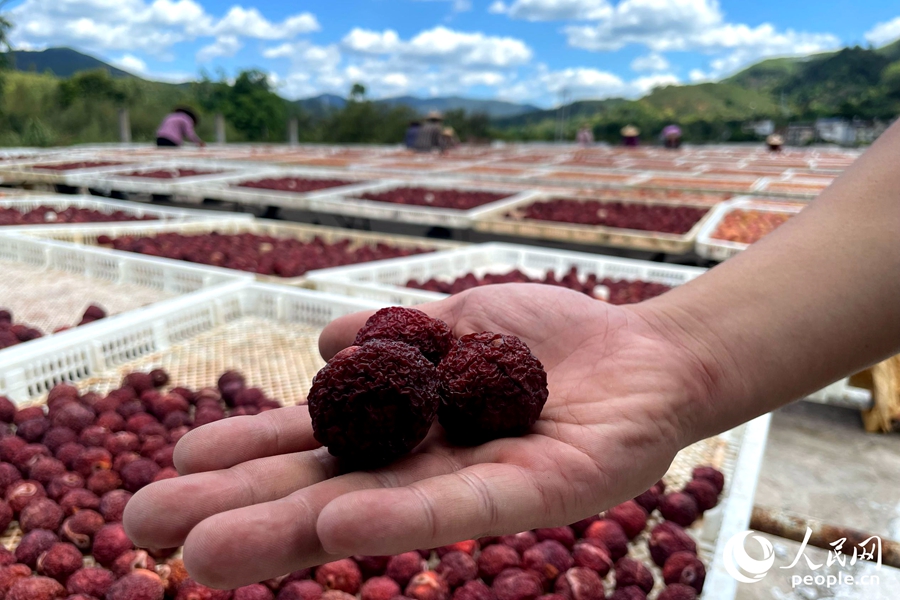 Farmers harvest, sun-dry plums in SE China's Fujian