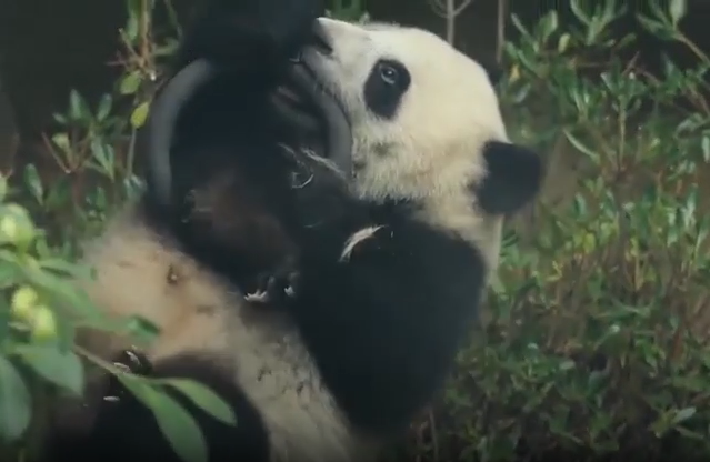 Panda cub shows off gymnastic prowess