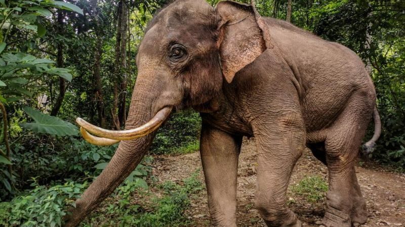 An elephant's journey is conservation milestone