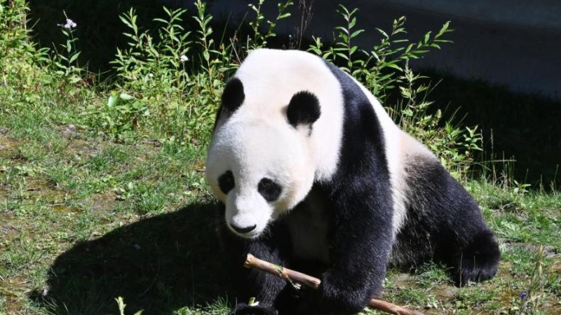 Giant panda Xiao Liwu enjoys life in Sichuan
