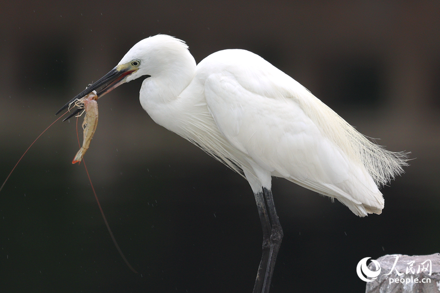 Little egrets seen at Yundang Lake in Xiamen, SE China's Fujian