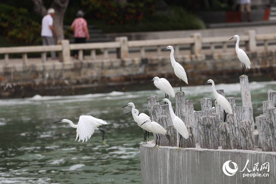 Little egrets seen at Yundang Lake in Xiamen, SE China's Fujian