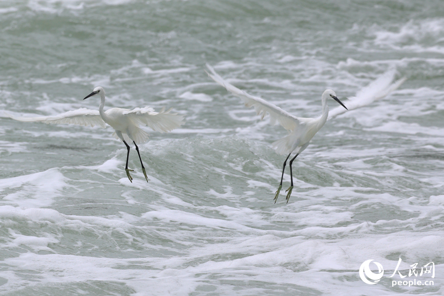 Little egrets seen at Yundang Lake in Xiamen, SE China's Fujian