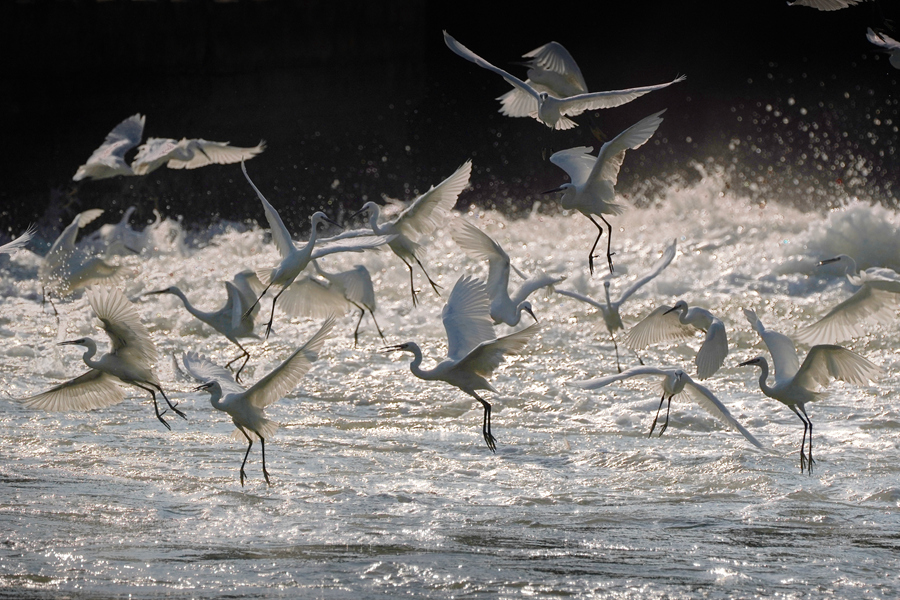 Little egrets seen at Yundang Lake in Xiamen, SE China's Fujian