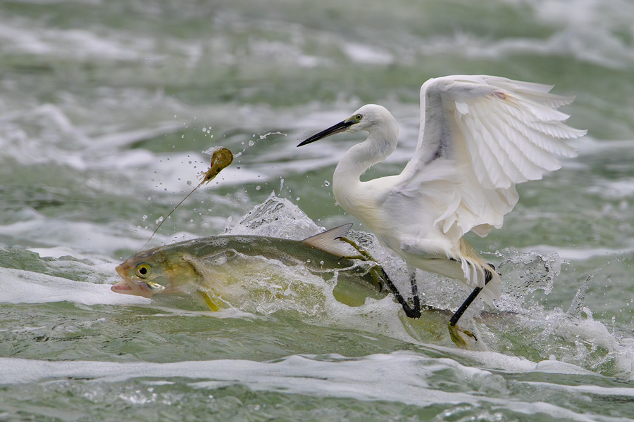 Little egrets seen at Yundang Lake in Xiamen, SE China's Fujian