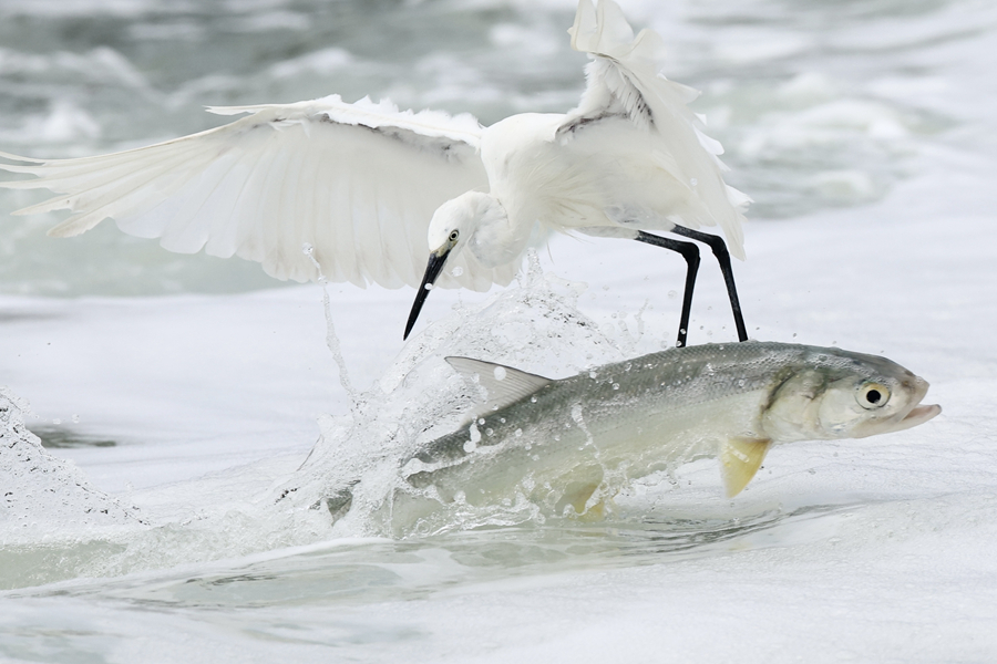 Little egrets seen at Yundang Lake in Xiamen, SE China's Fujian