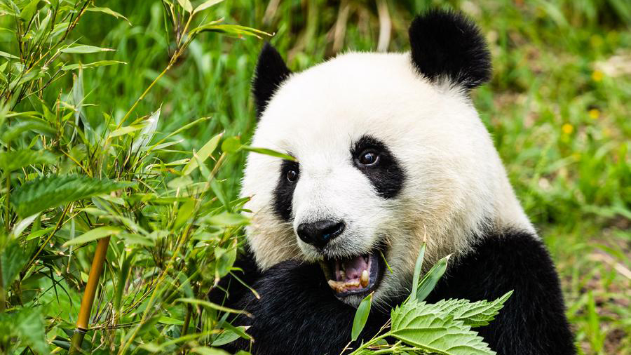 Giant panda Meng Meng gives birth to twins at Berlin zoo