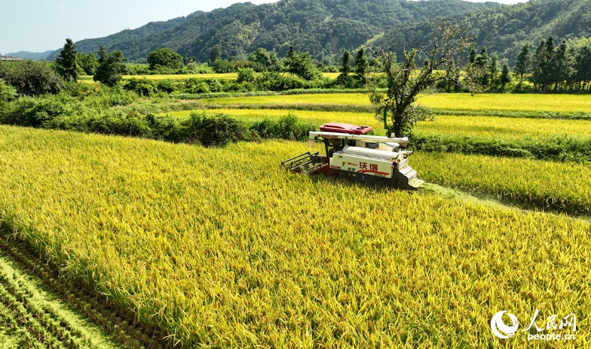 Famers harvest ratoon rice in Pengze, E China's Jiangxi