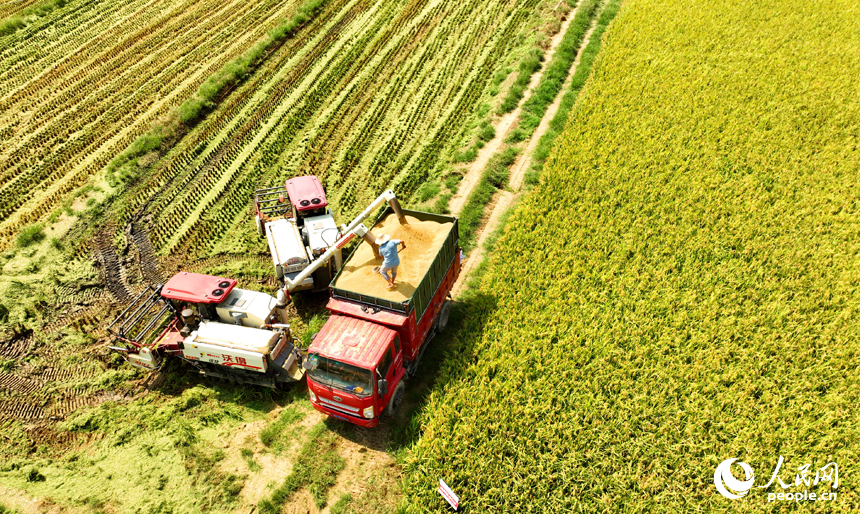 Famers harvest ratoon rice in Pengze, E China's Jiangxi