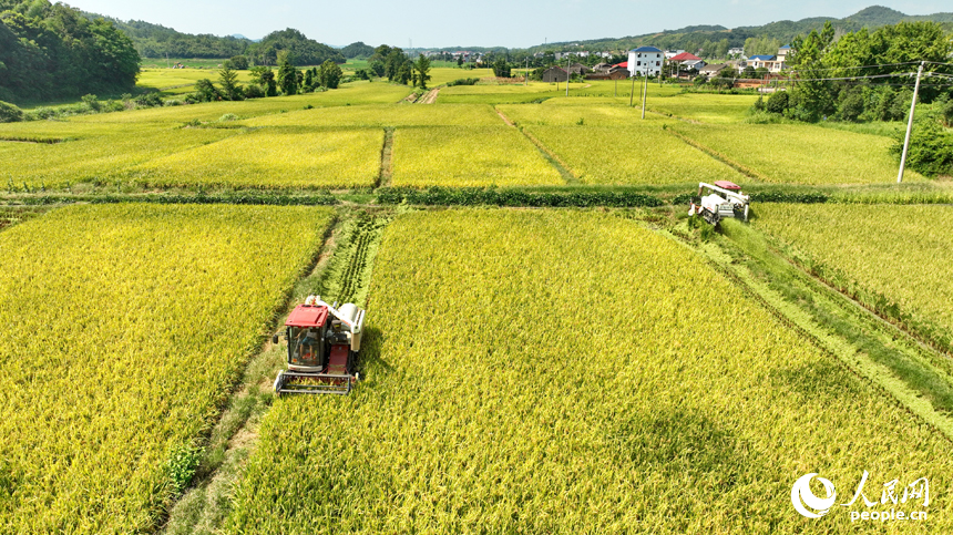 Famers harvest ratoon rice in Pengze, E China's Jiangxi