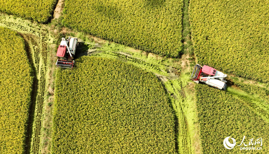 Famers harvest ratoon rice in Pengze, E China's Jiangxi