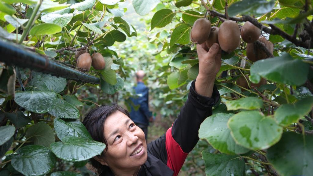 Zibo in E China witnesses harvest season of kiwi fruits
