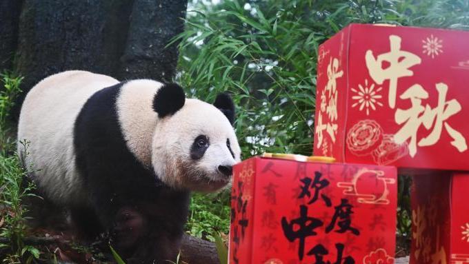 Giant pandas enjoy special 'cakes' at collective birthday ahead of Mid-Autumn Festival in SW China's Sichuan