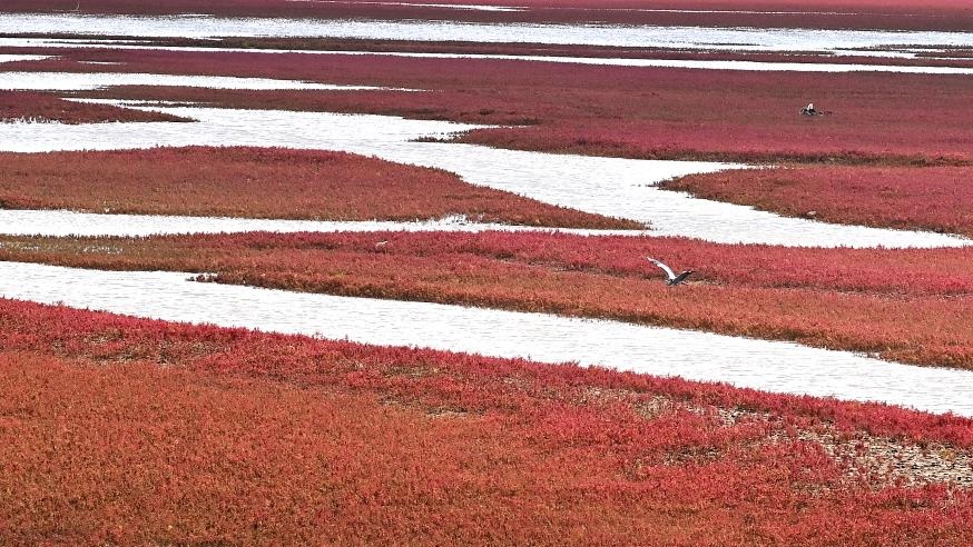 View of Red Beach scenic area in China's Liaoning