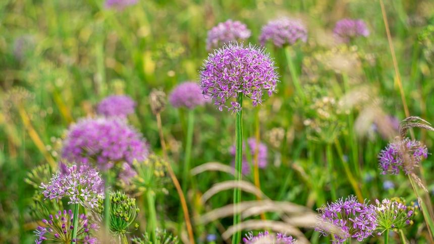 Wild leek flowers blossom in SW China's Guizhou