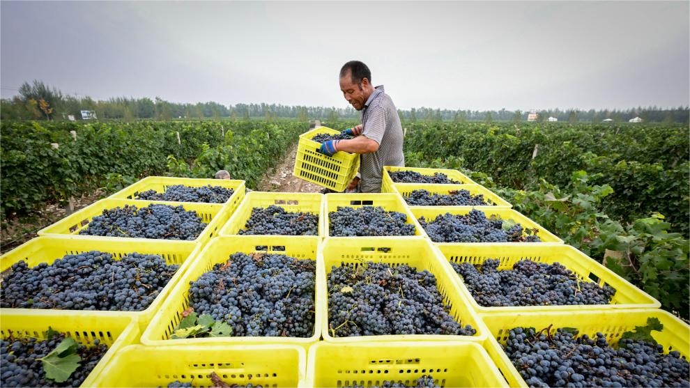 Eastern foot of Helan Mountain enters harvest season of wine grape