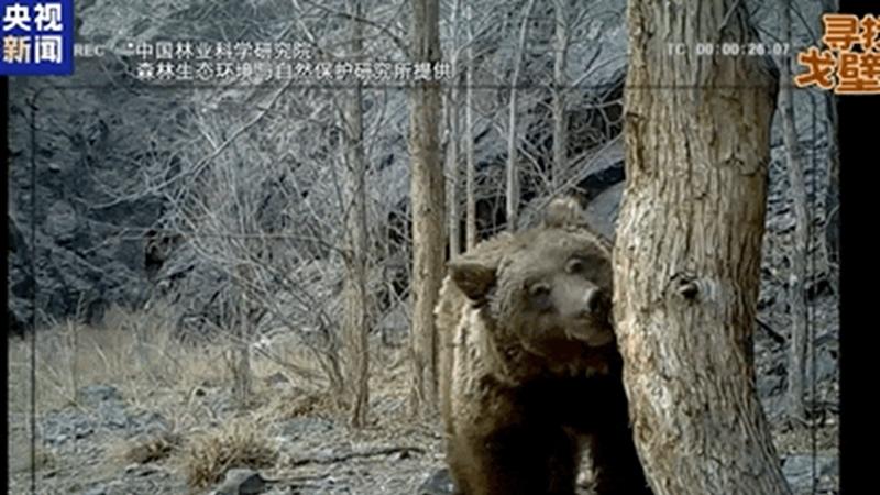 Rare Gobi bears captured on camera in wild through expedition