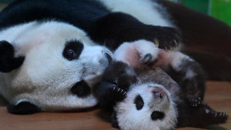 Panda cub in good shape in Guangzhou