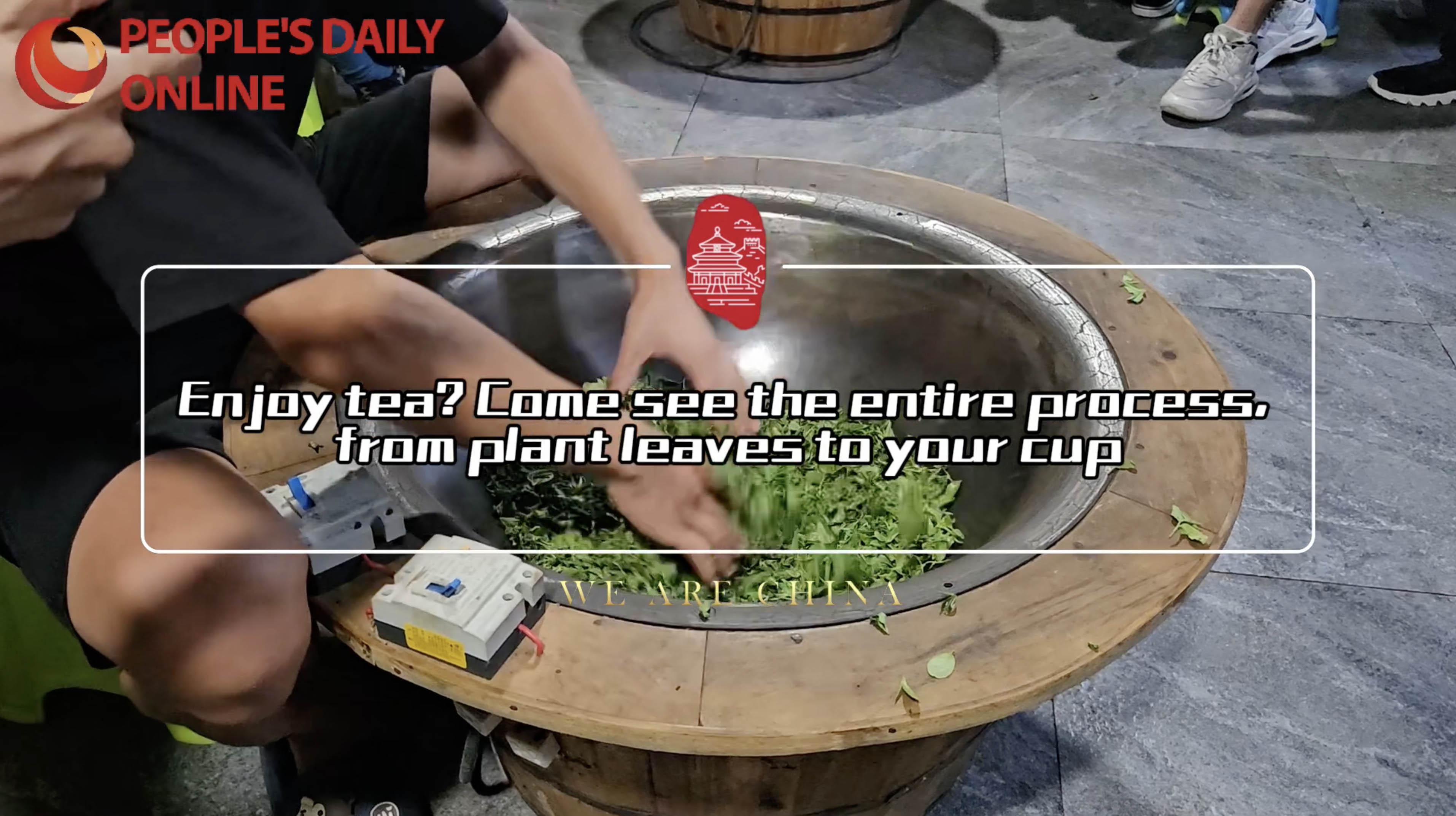 Enjoy tea? Come see the entire process, from plant leaves to your cup