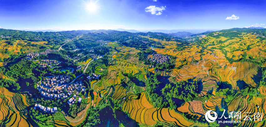 Golden rice fields signal bountiful harvest in SW China's Yunnan