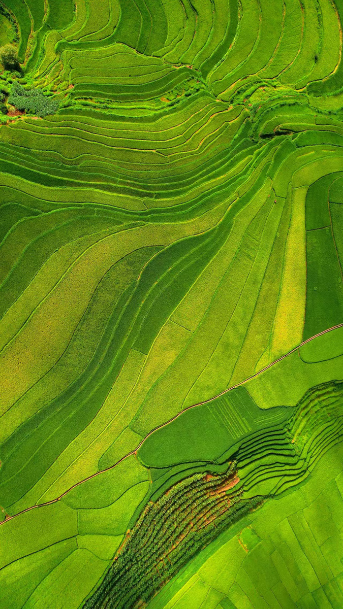 Golden rice fields signal bountiful harvest in SW China's Yunnan