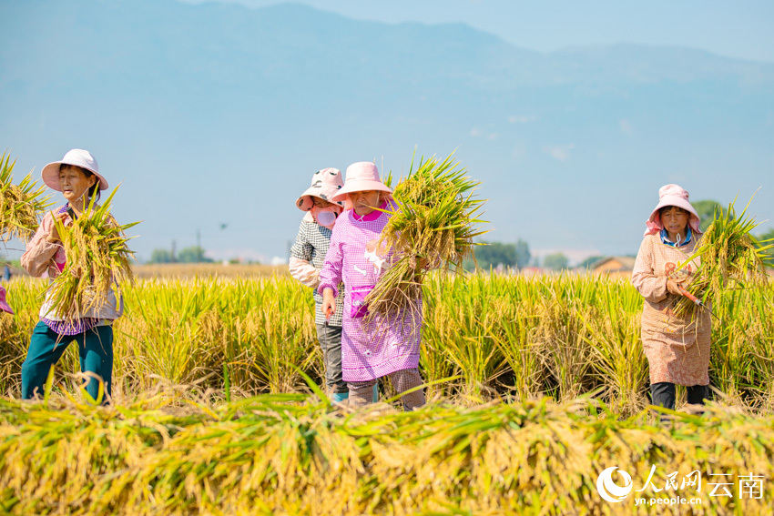 Golden rice fields signal bountiful harvest in SW China's Yunnan