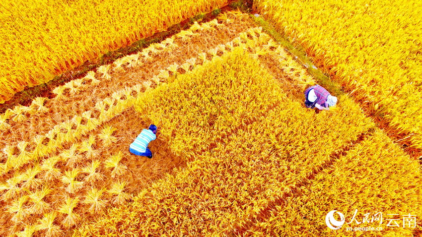 Golden rice fields signal bountiful harvest in SW China's Yunnan