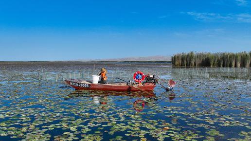 Farmers harvest crabs at Bosten Lake, NW China's Xinjiang