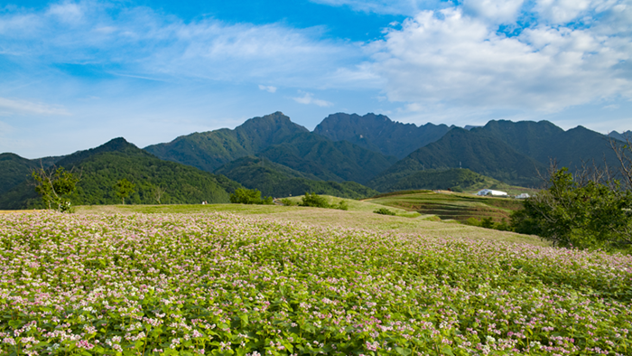 Ancient crop brings tourism boom to village in NW China's Shaanxi