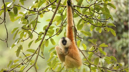 China and Vietnam unite to protect rare gibbons