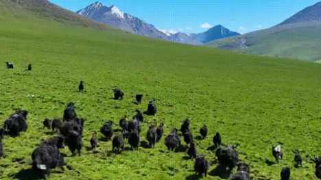 Yak industry booms in NW China's Qinghai
