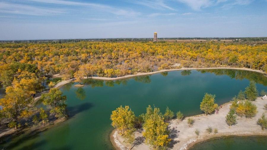 Desert poplar forest in NW China's Gansu offers year's most picturesque views