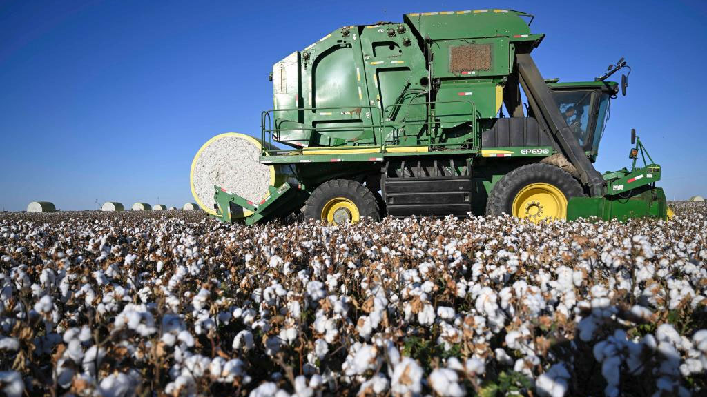 Cotton harvest season starts in Xinjiang