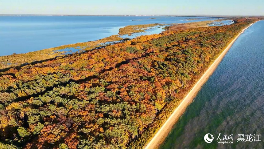 Colorful autumn scenery of Xingkai Lake in NE China's Heilongjiang delights visitors