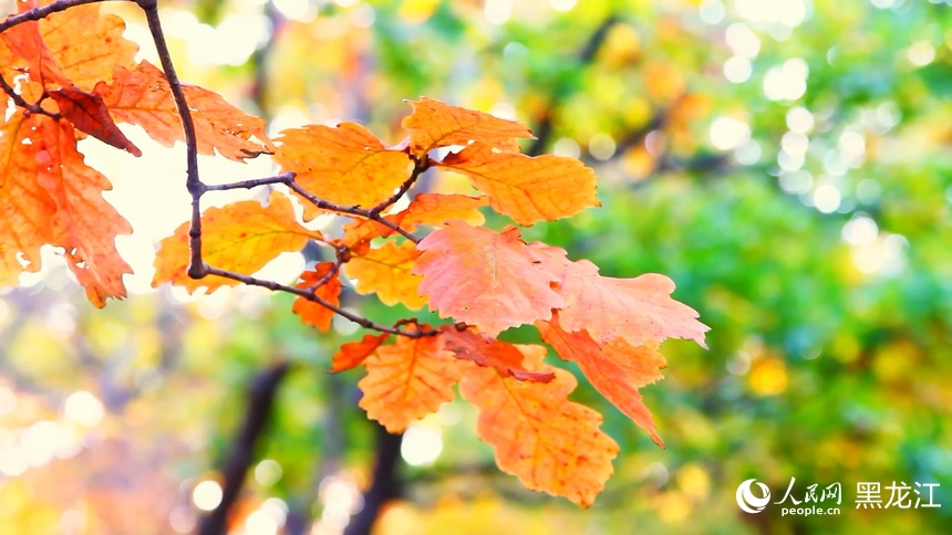 Colorful autumn scenery of Xingkai Lake in NE China's Heilongjiang delights visitors