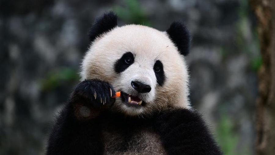 Feature: Washington zoo welcomes China's new panda couple