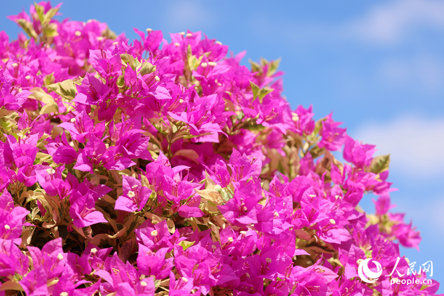 Colorful bougainvillea flowers blossom in Xiamen, SE China's Fujian