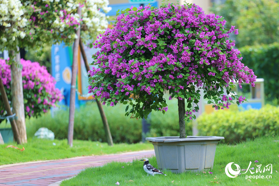 Colorful bougainvillea flowers blossom in Xiamen, SE China's Fujian