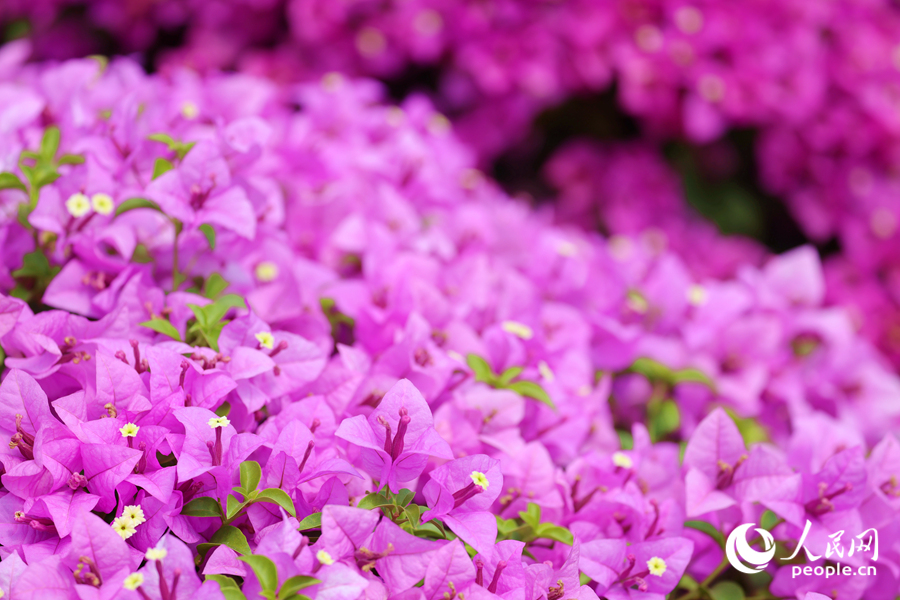 Colorful bougainvillea flowers blossom in Xiamen, SE China's Fujian