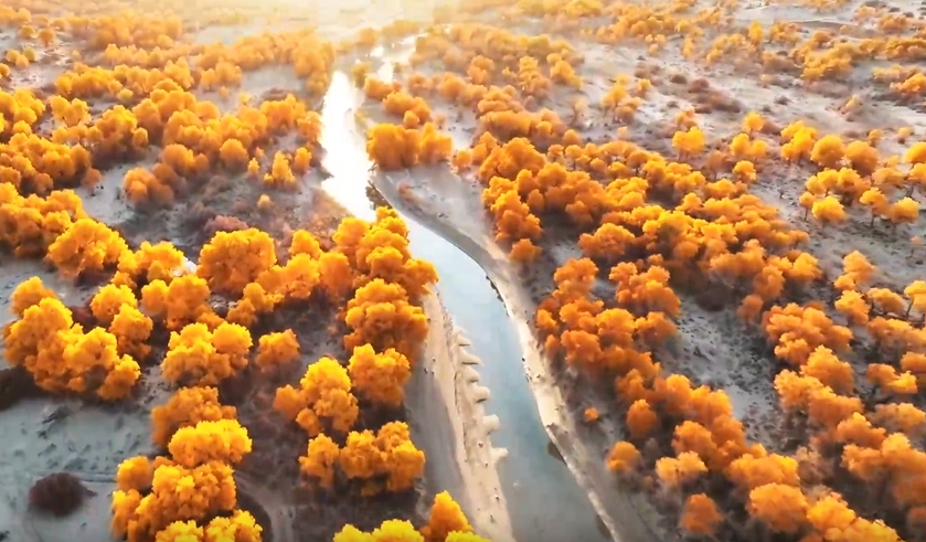 Aerial view of Xinjiang: Stunning poplar tree forests at the endpoint of the Tarim River