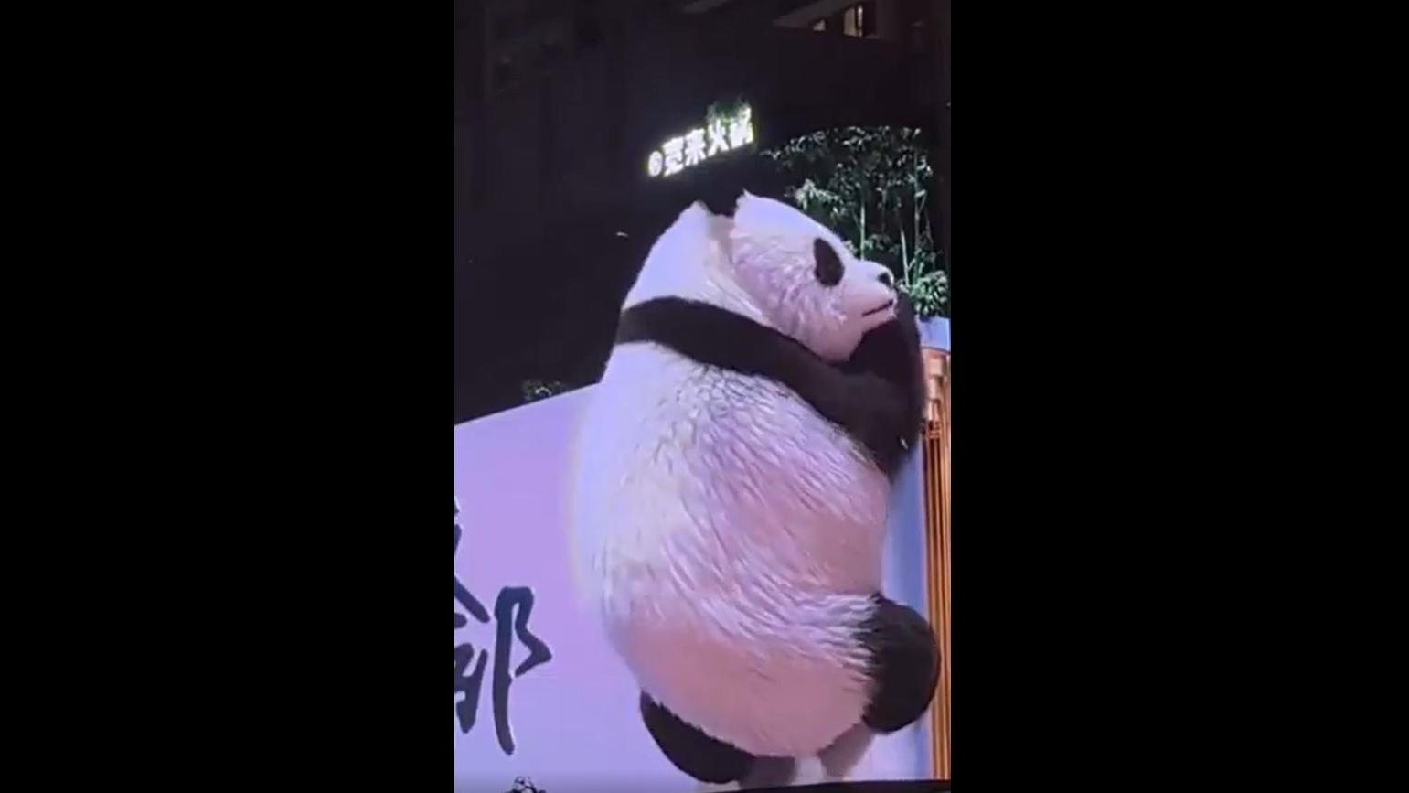 Amazing 3D panda on outdoor LED