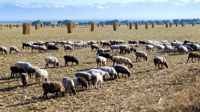 Unique ecological cycle in NW China's Xinjiang provides feed for livestock