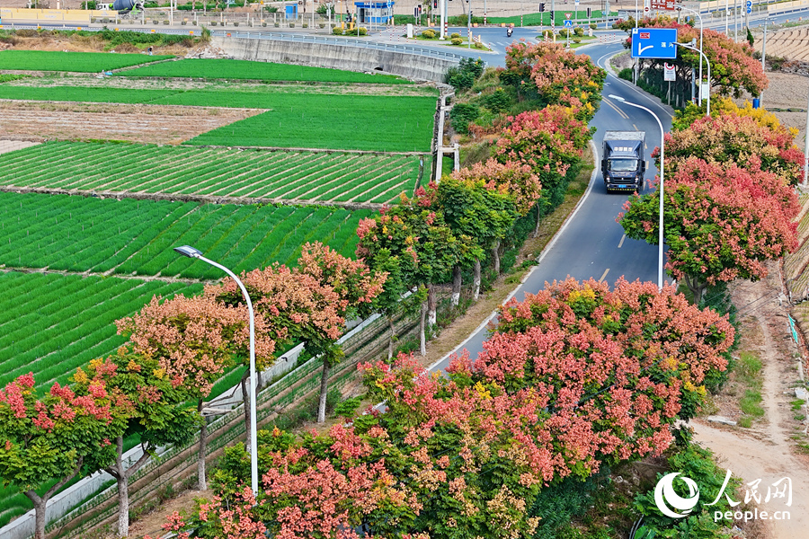 In pics: Beautiful autumn scenery of golden rain trees in Xiamen