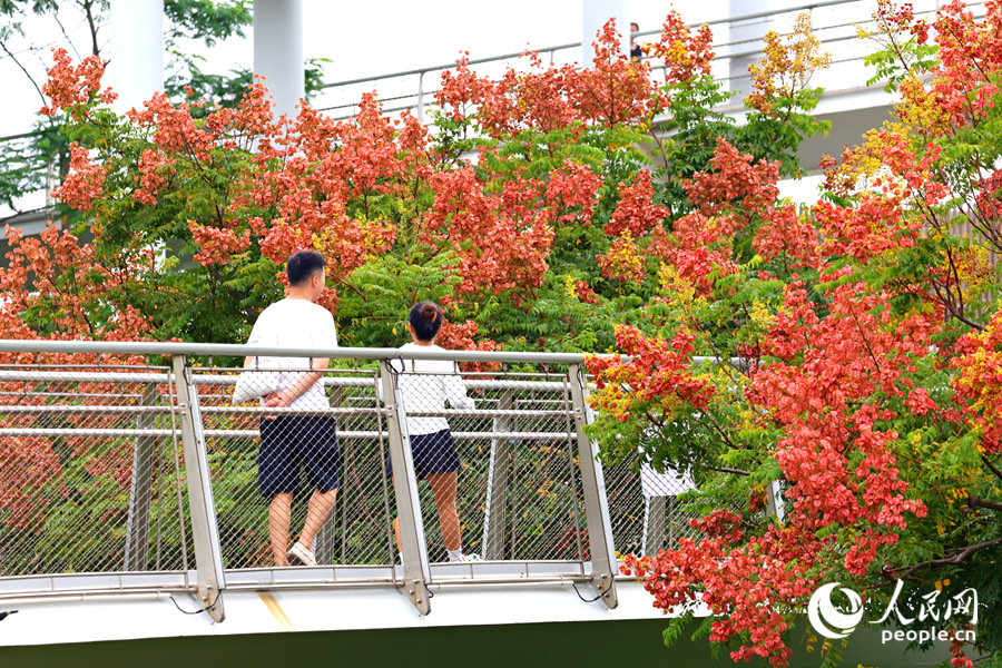 In pics: Beautiful autumn scenery of golden rain trees in Xiamen