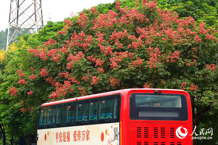 In pics: Beautiful autumn scenery of golden rain trees in Xiamen