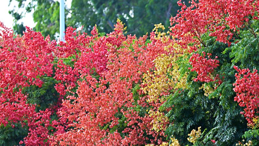 In pics: Beautiful autumn scenery of golden rain trees in Xiamen