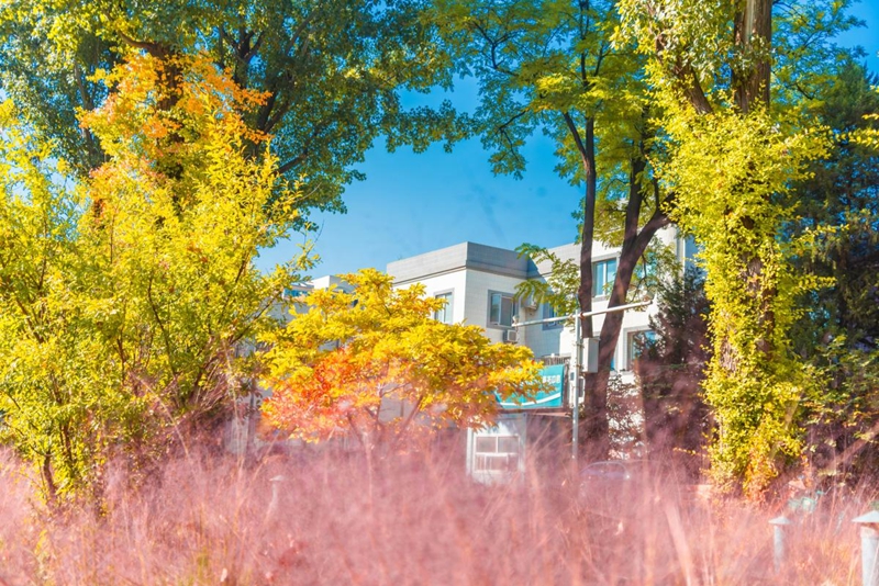 In pics: Beautiful autumn scenery of universities across China