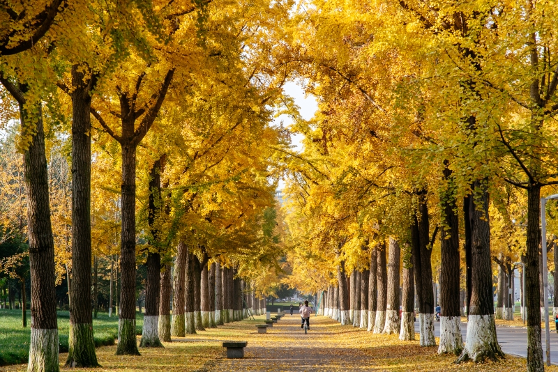 In pics: Beautiful autumn scenery of universities across China