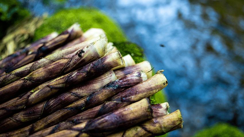 Trending in China | Autumn bamboo shoots